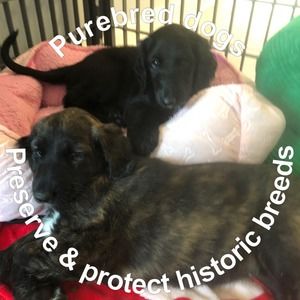 Meet your Posher, Sophia